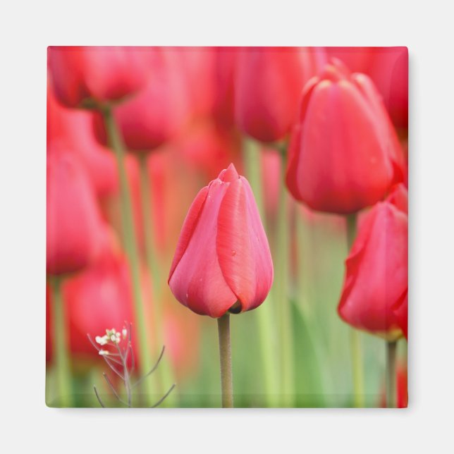 Red Tulips Foto Magnet (Vorne)