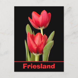 Red Tulips Friesland Postkarte