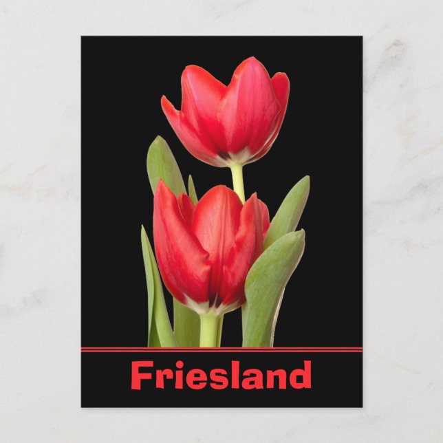 Red Tulips Friesland Postkarte (Vorderseite)