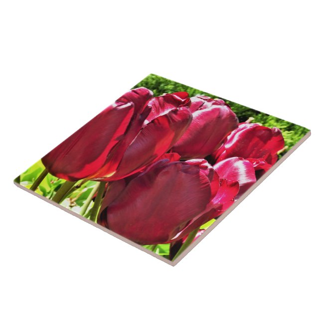 Red Tulips Keramik Tile Fliese (Seite)