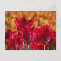 Red Tulips mit Orange Background DIY Postkarte