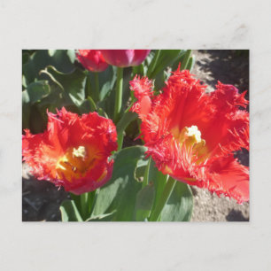 Red Tulips Nah Up DIY Postkarte
