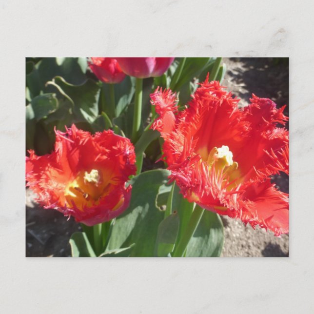 Red Tulips Nah Up DIY Postkarte (Vorderseite)