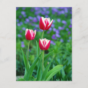 Red Tulips Postcard Postkarte