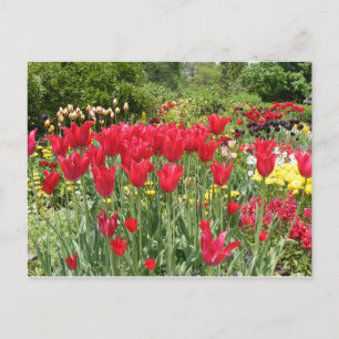 RED TULIPS POSTKARTE