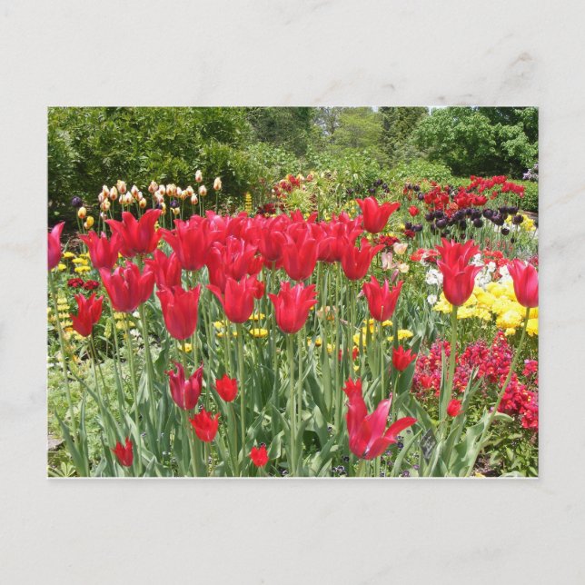RED TULIPS POSTKARTE (Vorderseite)