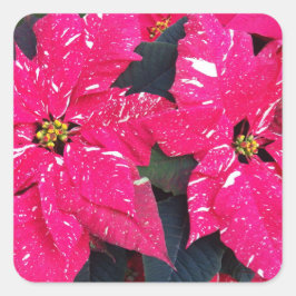 Red Variegated Poinsettia Holiday Quadratischer Aufkleber