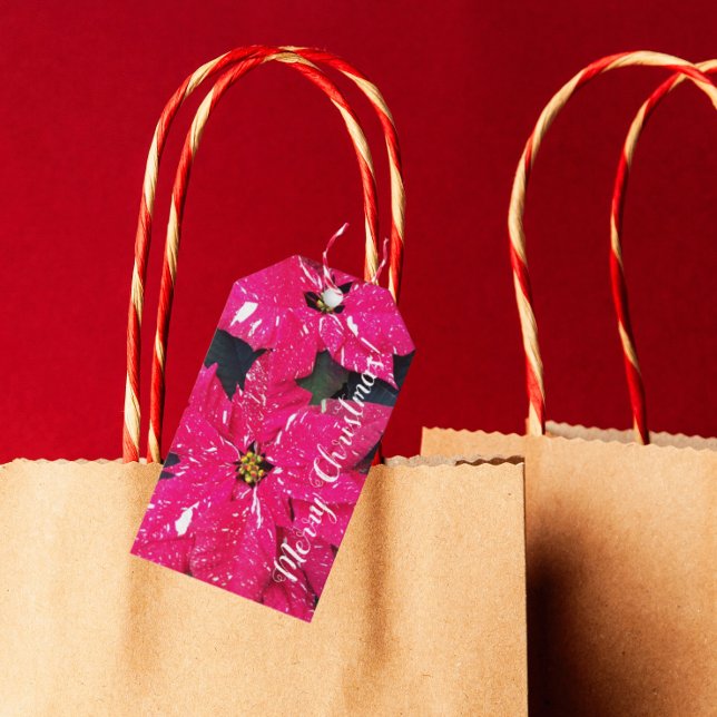 Red Variegated Poinsettias Holiday Geschenkanhänger (In Situ)