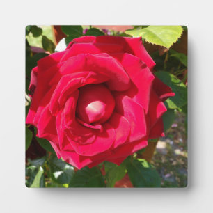 Red Velvet Bud Fotoplatte
