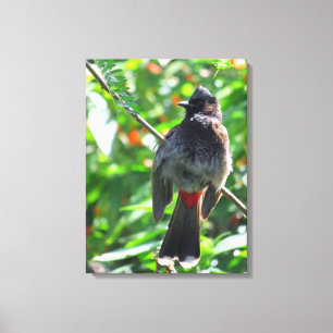 Red-vented Bulbul Leinwanddruck