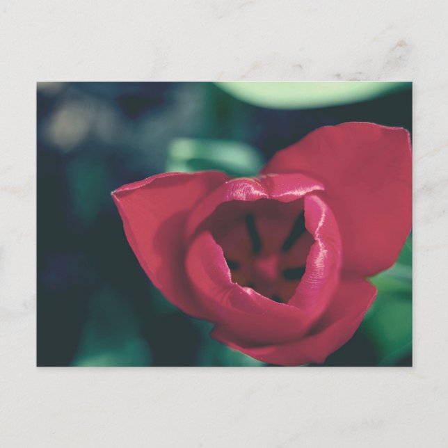 Red Vintag Tulip Postkarte (Vorderseite)