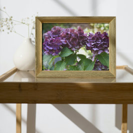 Red Violet Hydrangea Blooms Floral Fotodruck