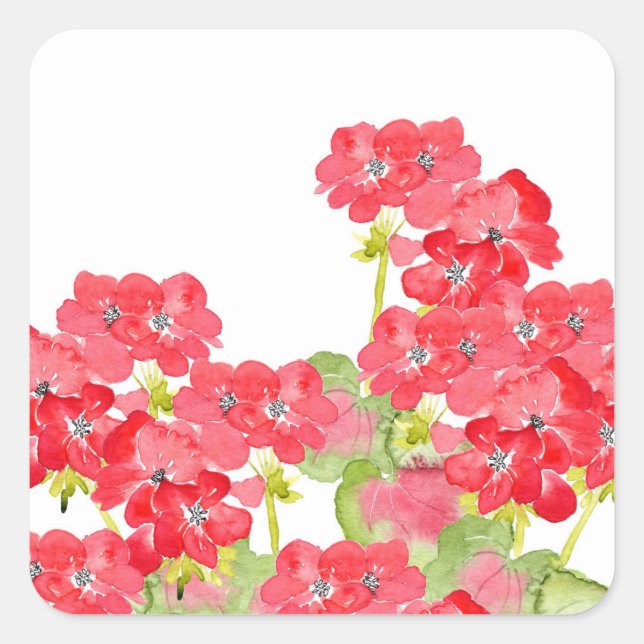 Red Watercolor Geranias Quadratischer Aufkleber (Vorderseite)