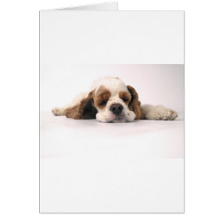 Red/White Cocker Spanisch schlafend