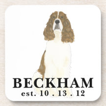Red & White English Springer Spaniel