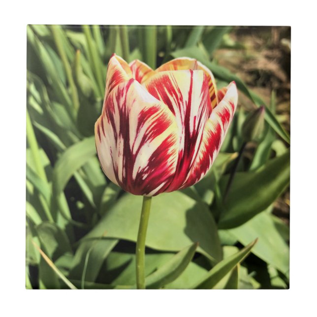 Red & White Tulip Fliese (Vorderseite)