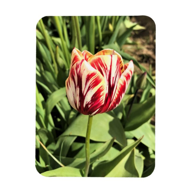 Red & White Tulip Magnet (Vertikal)
