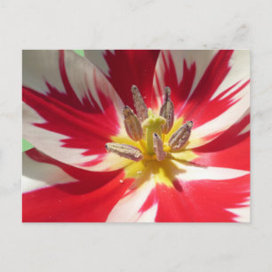 Red White Tulip Nahe bis DIY Postcard Postkarte