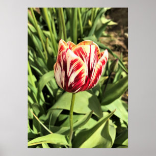 Red & White Tulip Poster