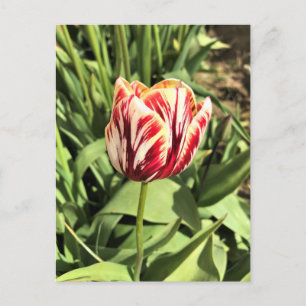 Red & White Tulip Postkarte
