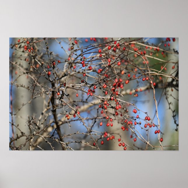 Red Wild Berries Poster (Vorne)