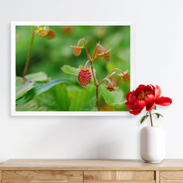 Red Wild Strawberry Still Growing Garden Foto Poster (Please note: This image is a digital mockup. The product may not be in scale.)