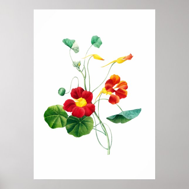 Red Willowweed II Print von Mary Vaux Walcott Poster (Vorne)