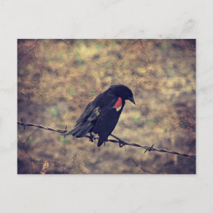 Red Wing Blackbird auf Barbed Wire Postkarte