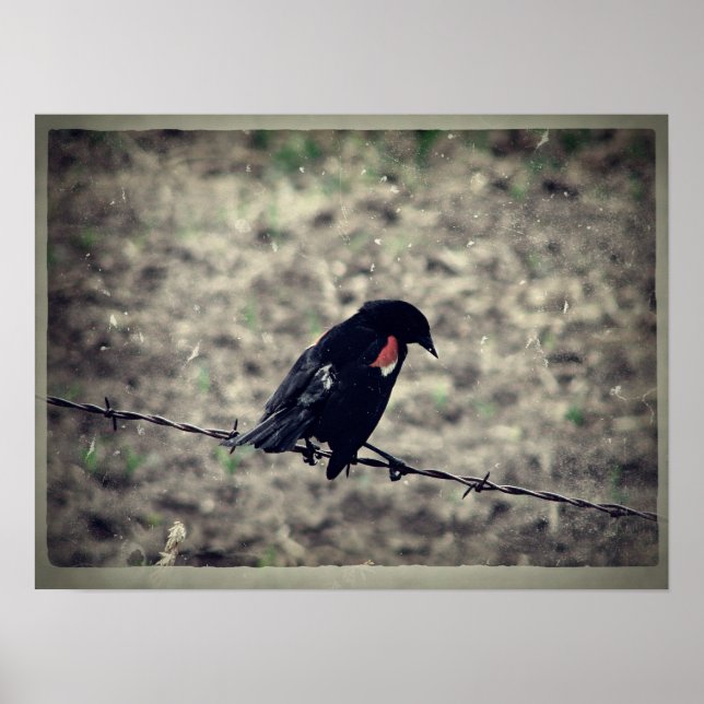 Red Wing Blackbird Imitate Vintag Poster (Vorne)