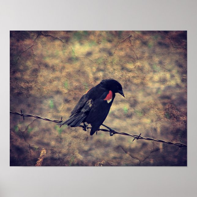Red Wing Blackbird Poster (Vorne)