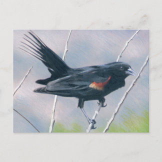 Red Wing Blackbird Postkarte