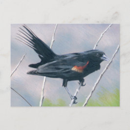 Red Wing Blackbird Postkarte