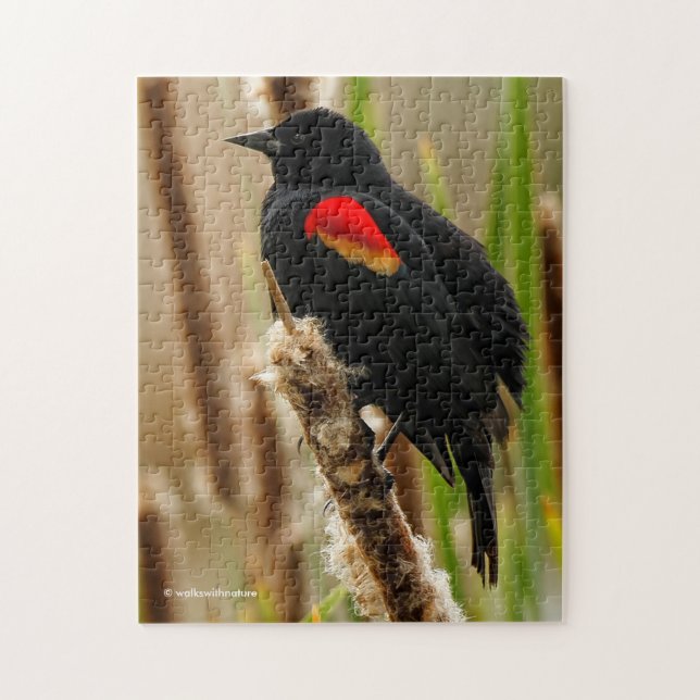 Red-Winged Blackbird auf dem Bulrush (Vertikal)