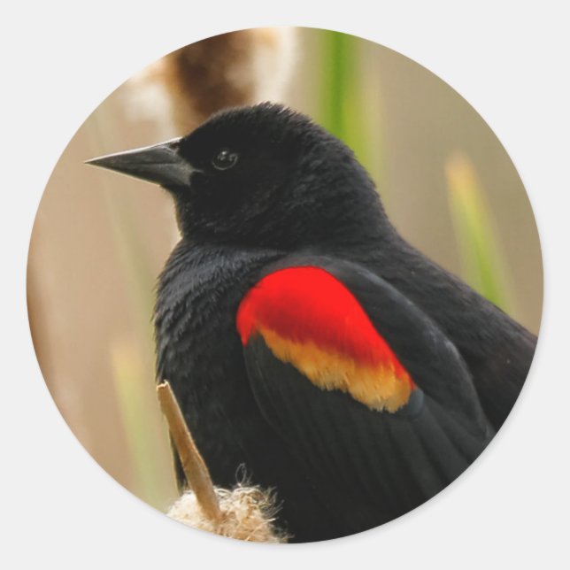 Red-Winged Blackbird auf dem Bulrush Runder Aufkleber (Vorderseite)