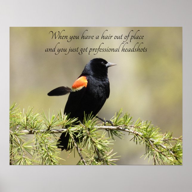 Red Winged Blackbird - Bad Hair Day Spaß Poster (Vorne)