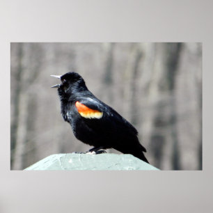Red Winged Blackbird Call to Spring Poster