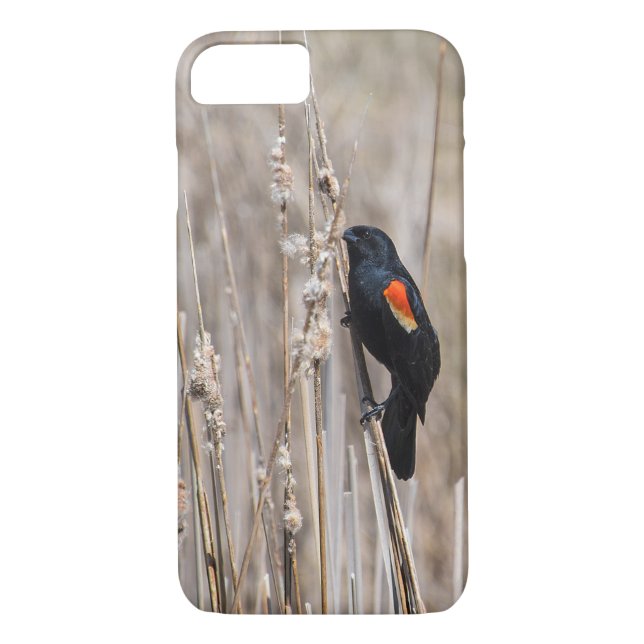 Red Winged Blackbird Case-Mate iPhone Hülle (Rückseite)