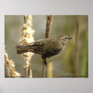Red-winged Blackbird female poster