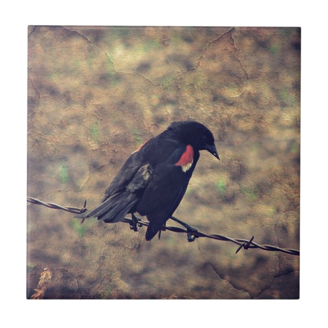 Red Winged Blackbird Fliese (Vorderseite)