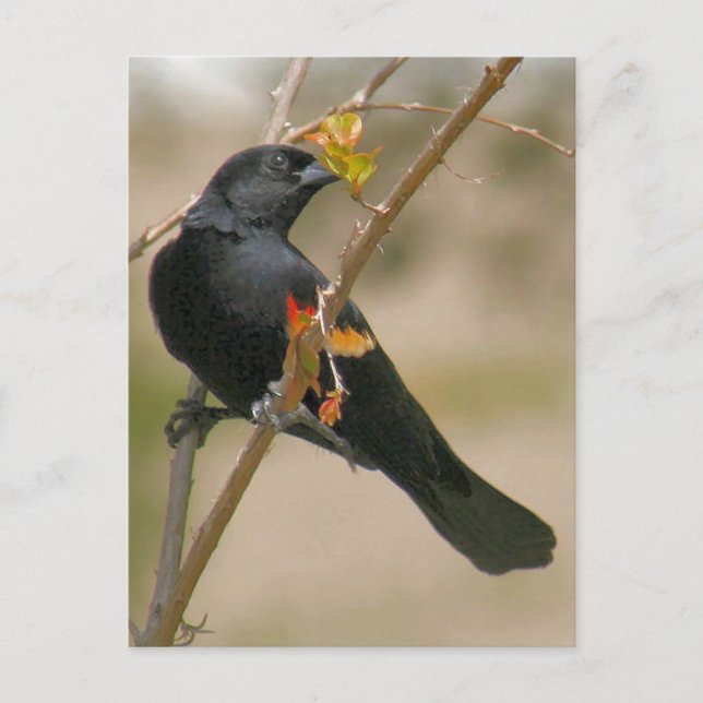 Red Winged Blackbird Foto Postkarte (Vorderseite)