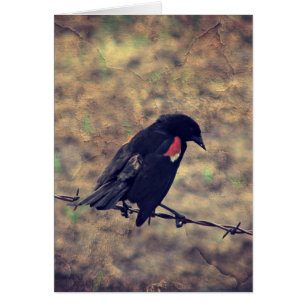 Red Winged Blackbird-Jede Anlässe