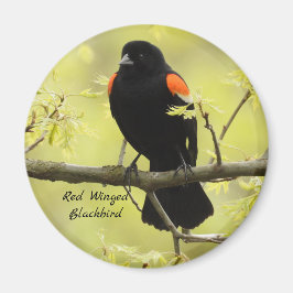 Red Winged Blackbird Magnet