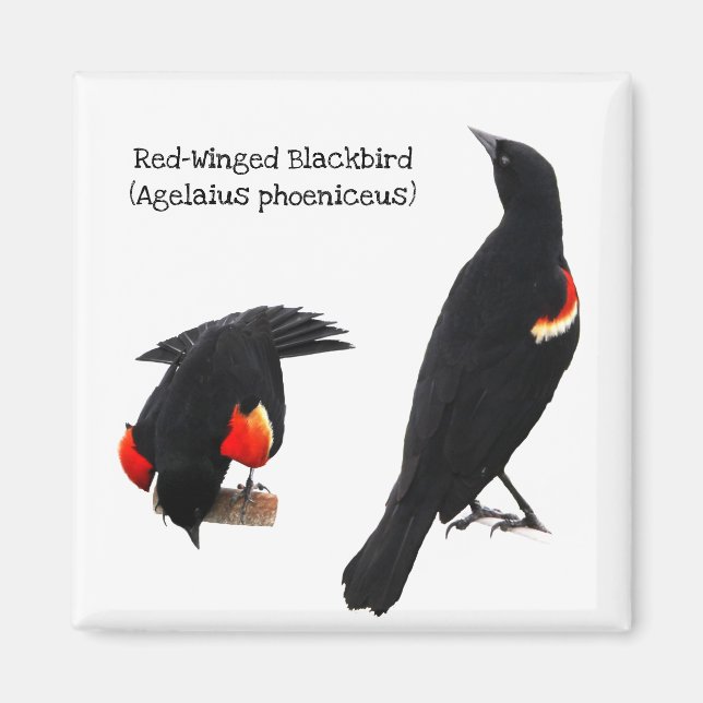 Red-Winged Blackbird Magnet (Vorne)