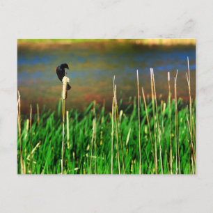 Red Winged Blackbird Postkarte