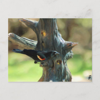 Red Winged Blackbird Postkarte
