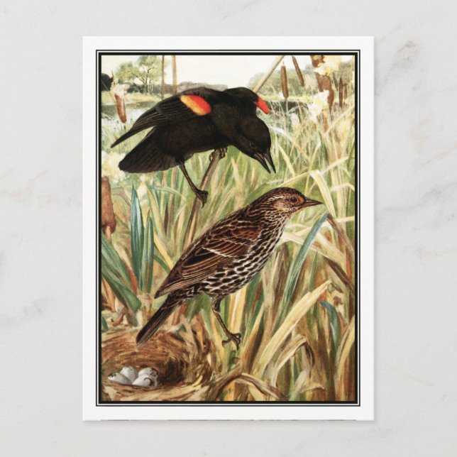 Red-Winged Blackbird - Robert Bruce Horsfall Postkarte (Vorderseite)