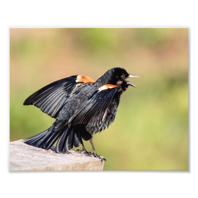 Red Winged Blackbird Singing Fotodruck (Vorne)