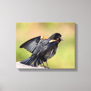 Red Winged Blackbird Singing Leinwanddruck