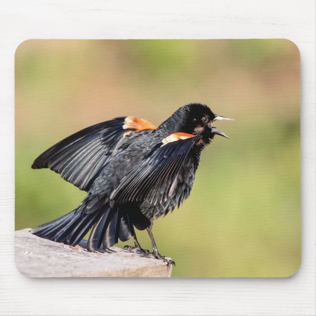 Red Winged Blackbird Singing Mousepad (Vorne)