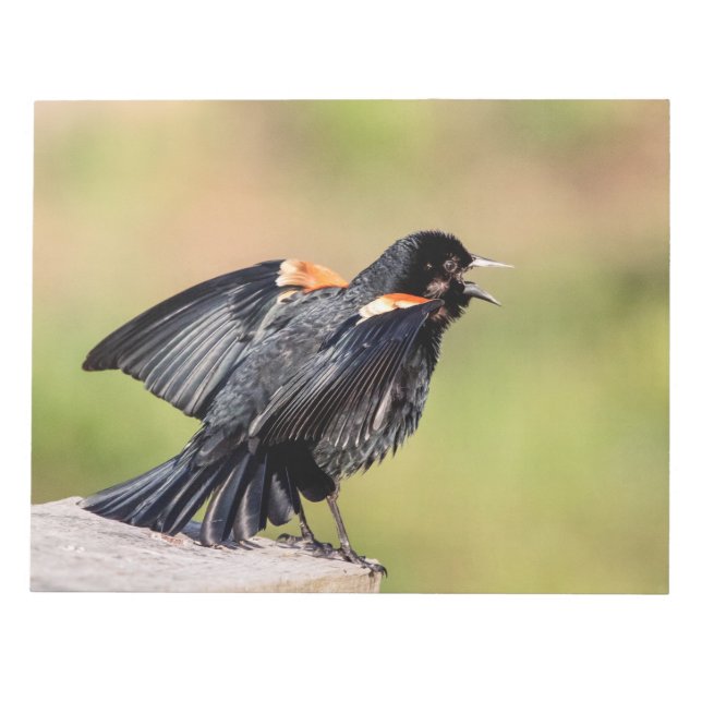 Red Winged Blackbird Singing Notizblock (Vorderseite)